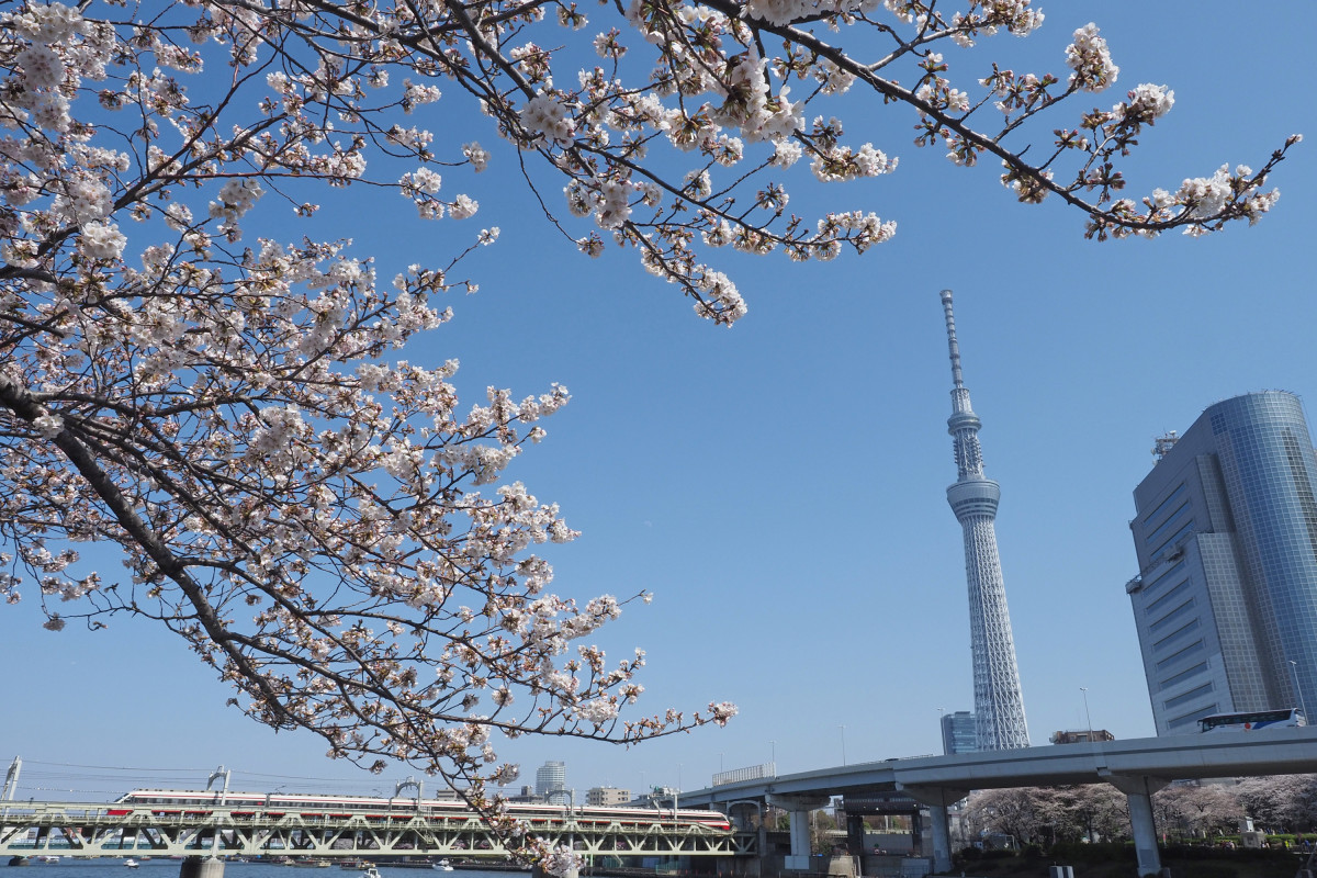 隅田公園から見る桜と東京スカイツリー